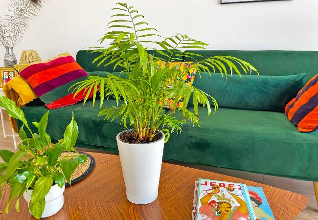 Apartamento en Jerez de la Frontera - Apartamento Ronda de la Luz Apartamento en Jerez de la Frontera - Apartamento Ronda de la Luz